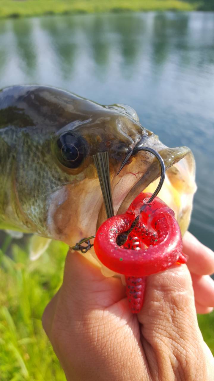 Learning to wacky rig - Fishing Tackle - Bass Fishing Forums