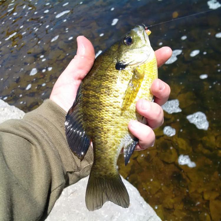 Omemee Bluegill Slab.jpg