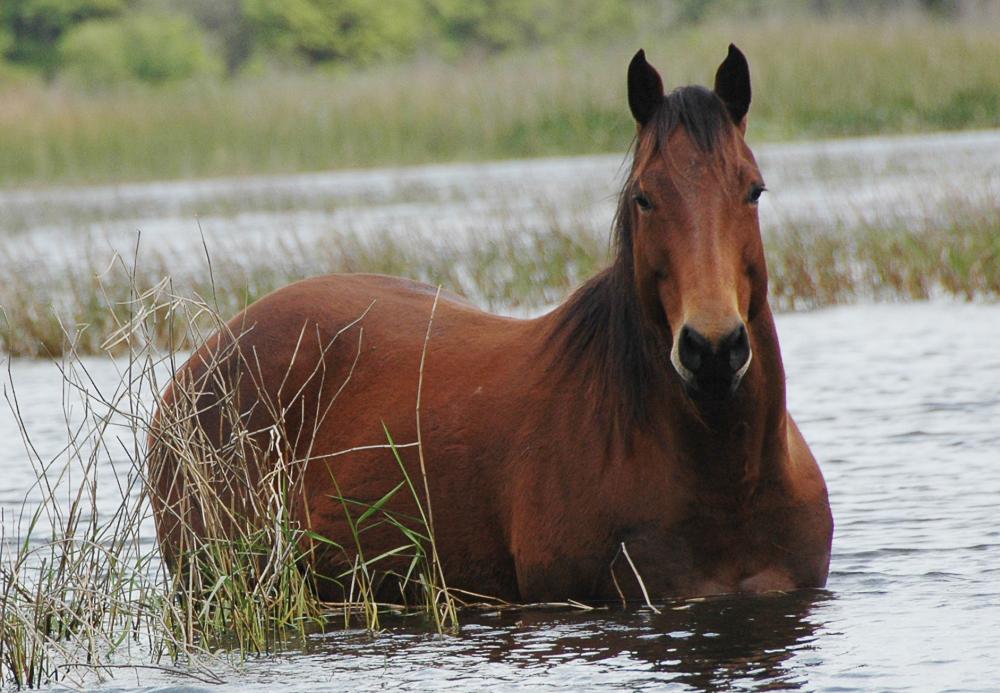5947275e63f5b_Horse-water-rockscamp.thumb.jpg.906b43eca2a3e55756bf86dcdddccf49.jpg