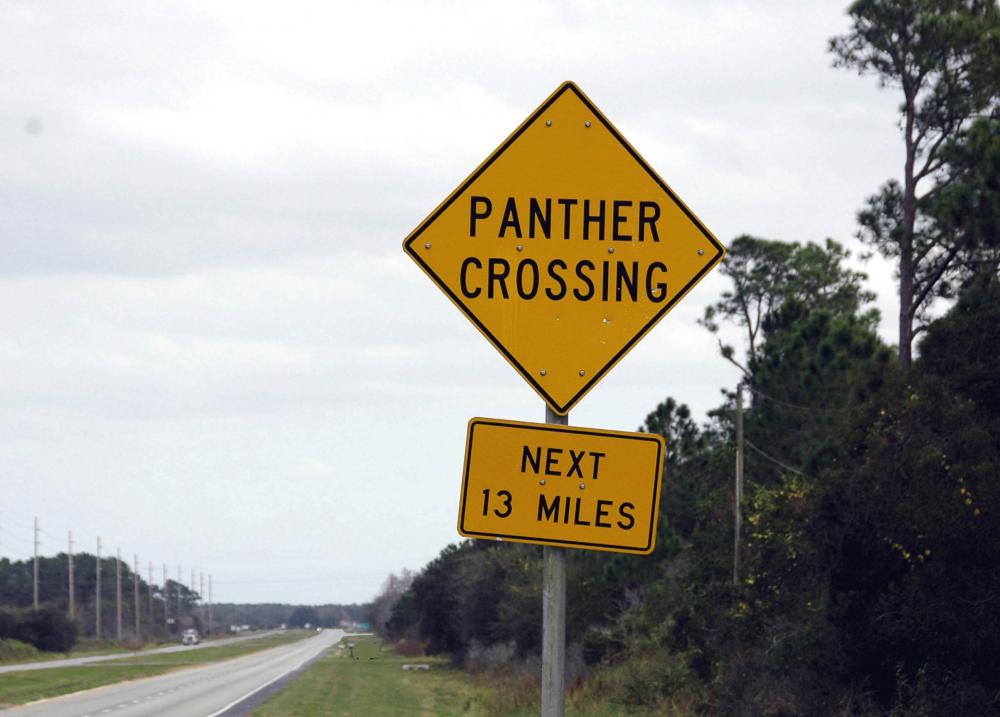 5948a2f2b013e_PantherCrossing-F.thumb.jpg.306036c8c03e65451bc73c1700f1966a.jpg
