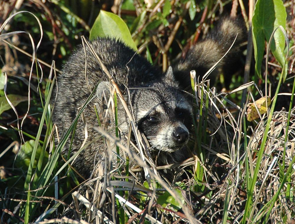 594b4bd71ee6a_Raccoon_Big-K_sturmisland.thumb.jpg.6def617e5d2d98ba924200de6c94825f.jpg