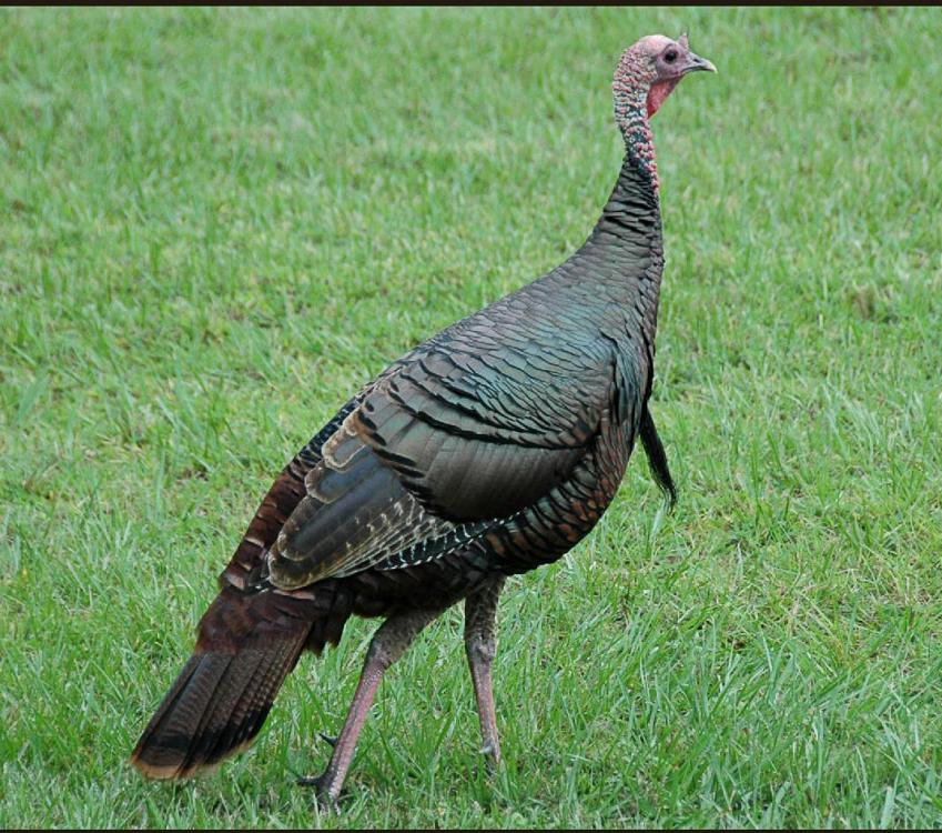 594c6cdf9a1d6_Turkey-fullbodyTom-s.thumb.jpg.8dbd77c228622d196958c18581470f9a.jpg