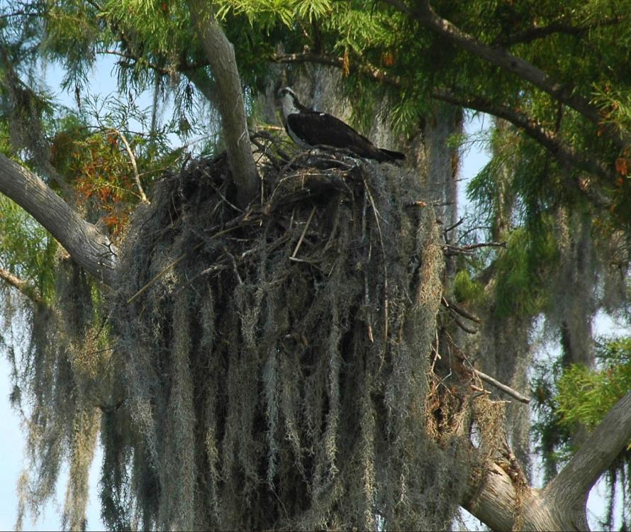 594e9d4265149_OspreyNest-F.thumb.jpg.711beacbecf34b8a3e3d39fe2064f92b.jpg