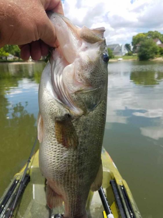 kayak bass.jpg