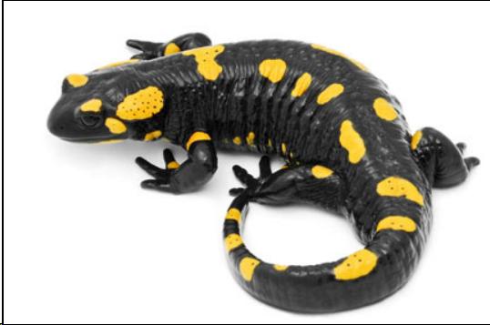 Salamander.jpg.ed534f3e3964d65e5ad8071c7067a2b9.jpg