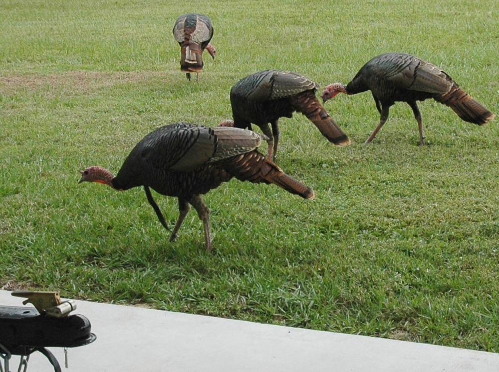 Turkey-4-TrailerTongue-s.thumb.jpg.7aeff94d5b398ef4c672d973ea941213.jpg
