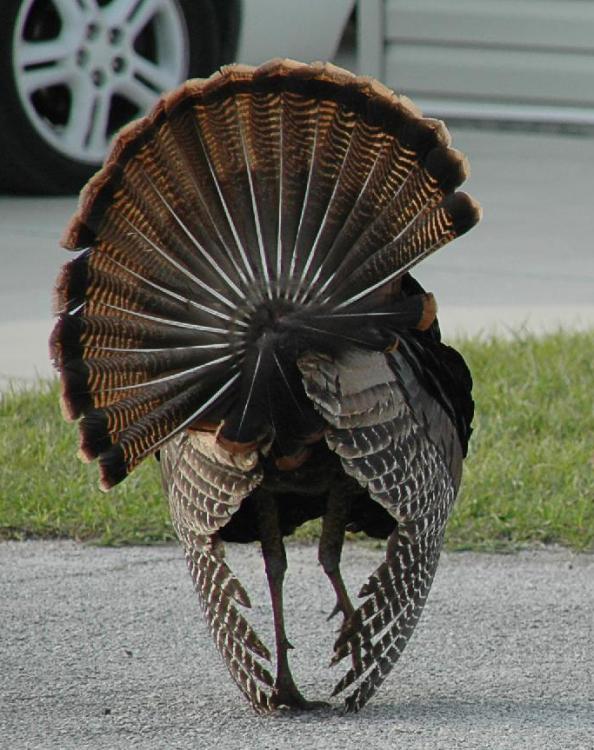 Turkey-Honda-s.thumb.jpg.7723a751803de476129dde51882e0199.jpg
