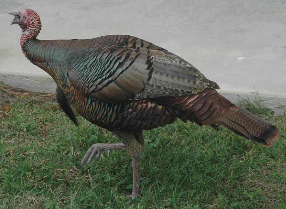 Turkey-Tom-s.thumb.jpg.6e8e6917d765a141feae225d346fda97.jpg