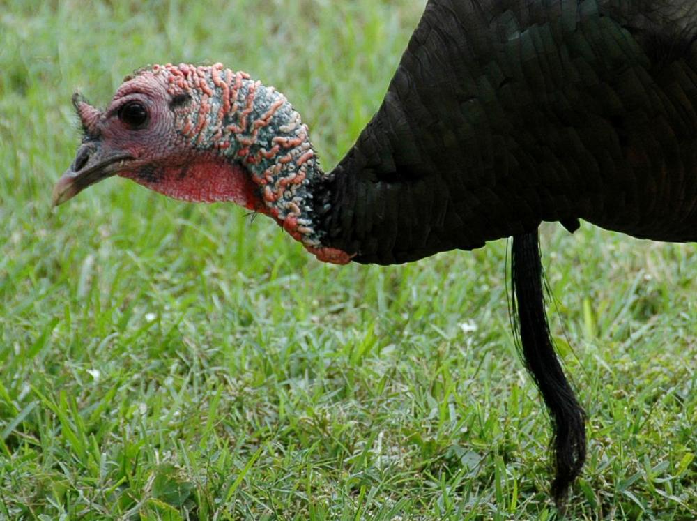 Turkey-head-s.thumb.jpg.05ebabdaeeed8920a8c419d2b8013c98.jpg