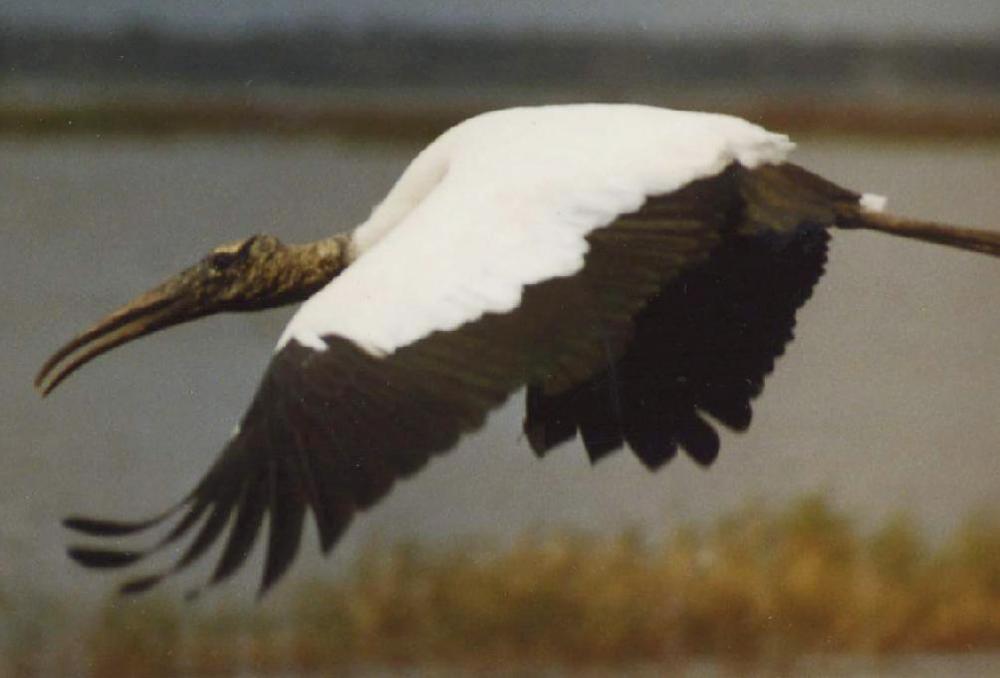Wood-Stork-s.thumb.jpg.eefeaa436fdaf80f8a81813ff0d237db.jpg