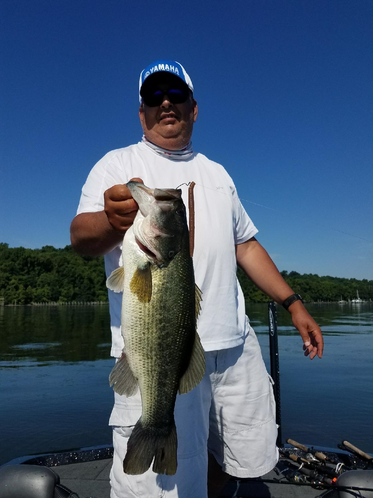 Gut hooked fish on a Wacky Rig - General Bass Fishing Forum - Bass