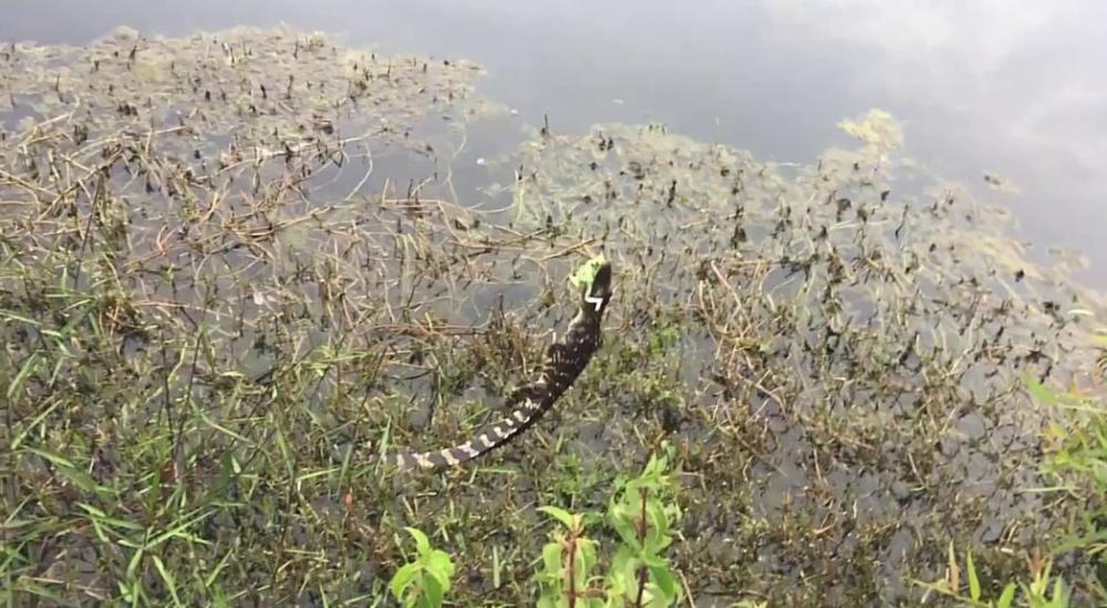 baby-gator.thumb.jpg.457a44400df8c1e727d0151fa8ea3030.jpg