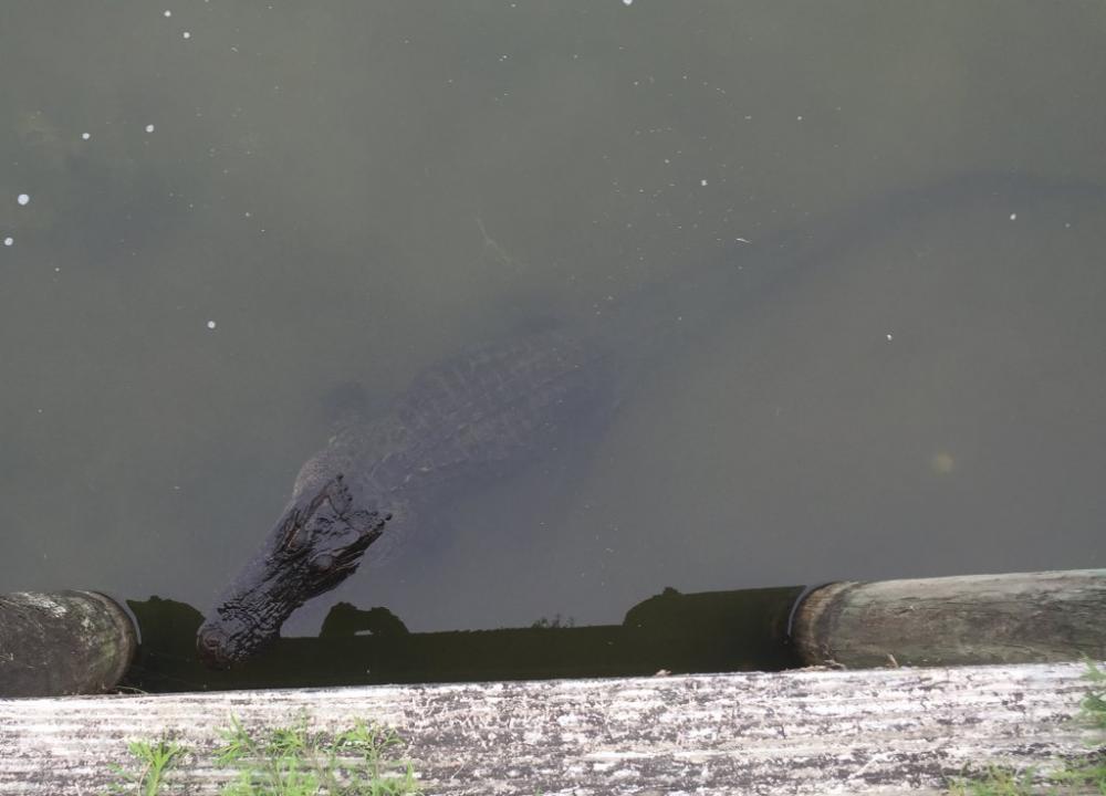 bigger-gator.jpg