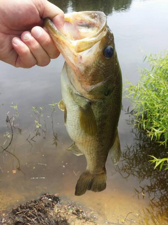 fish1.thumb.jpg.9239ac96fe1cd4027917477f590acb76.jpg