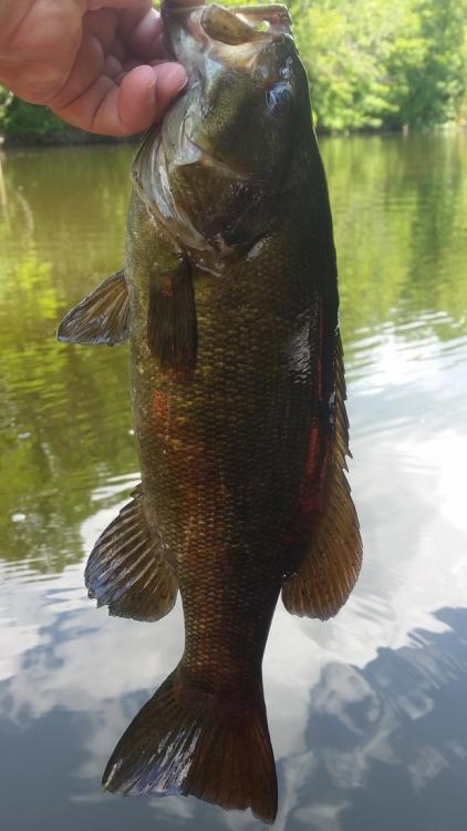 170717Smallie.thumb.jpg.65c5be829e48a663a7f90daf91257102.jpg