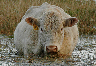 595704e441653_BrahmaBull-water-headon.jpg.907018c9a55fc65feacce656eced25cf.jpg
