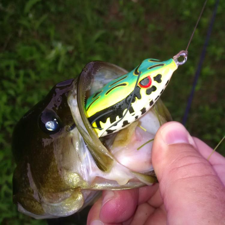 Froggy Largie.jpg
