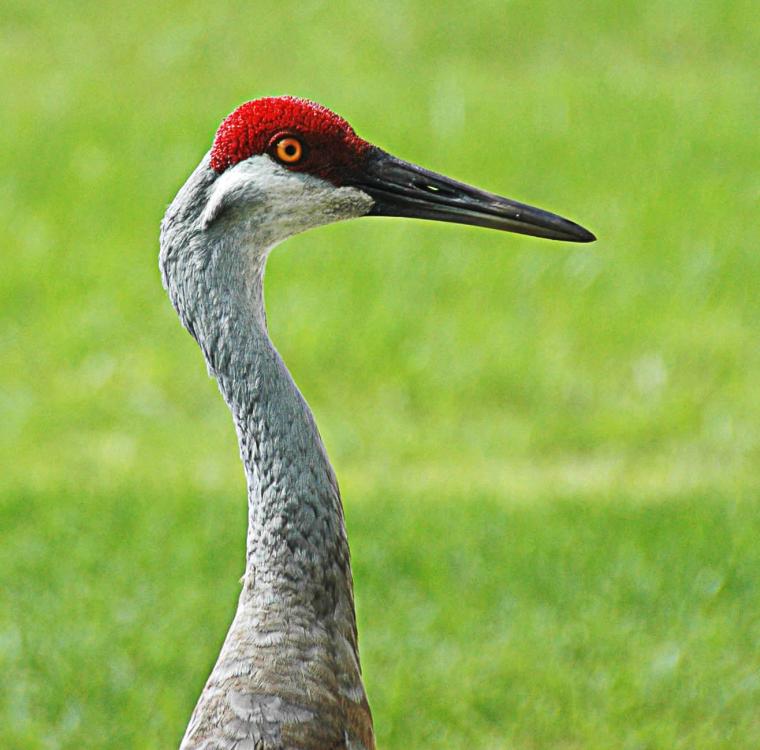 595b17749863b_Crane-HeadShoulders-F.thumb.jpg.0df82d5313bc1cf98cff1ffc7eae6b67.jpg
