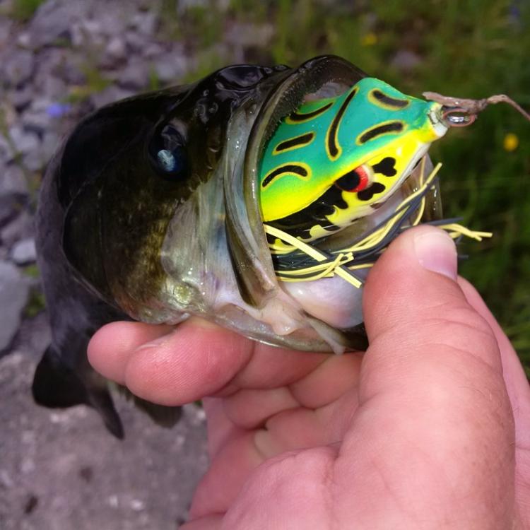 Biting off more than he can chew....jpg