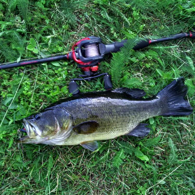 Black Eating Frog Bass.jpg