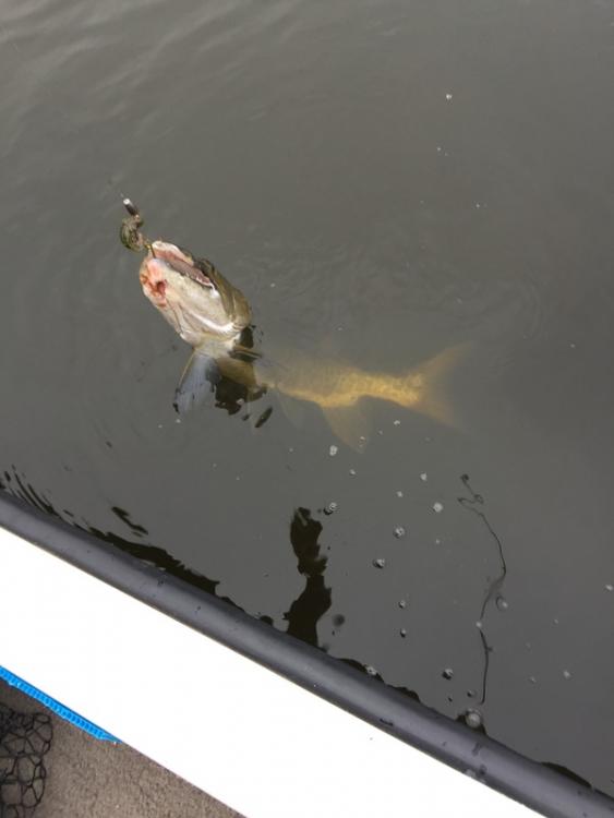 40  inch musky.JPG