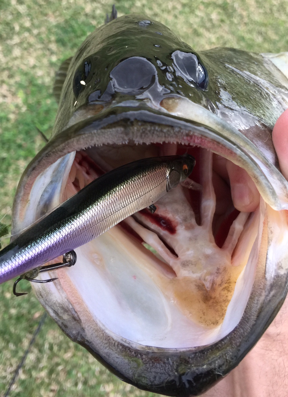 Bass anatomy: what is this thing? - General Bass Fishing Forum