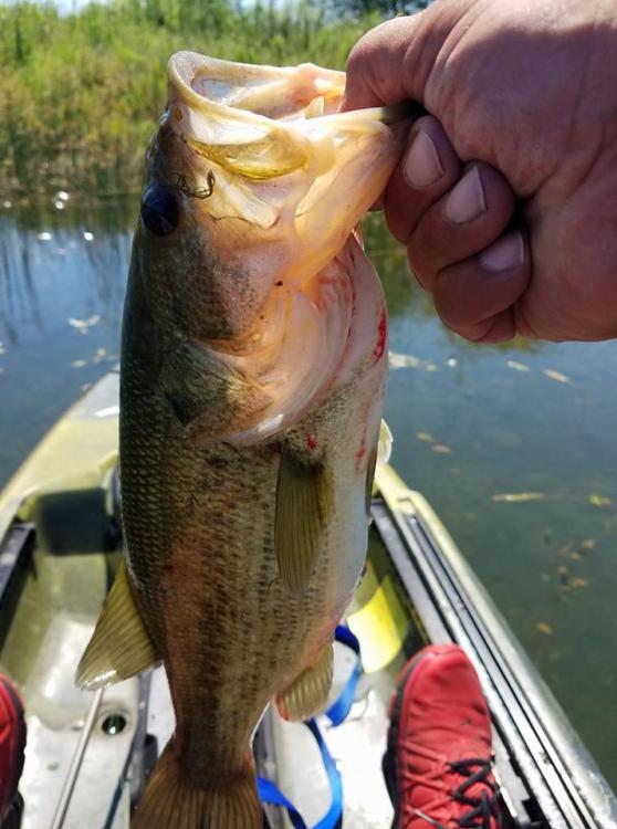 Last second bass.jpg