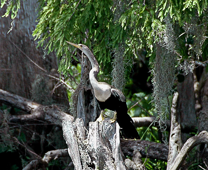 Anhinga-.jpg.008b437fd4ae982fc69a3c6268185340.jpg