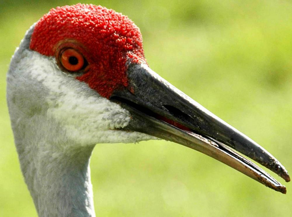 Crane-Head.thumb.jpg.2c4dd98bf70998b6f4e3cfbac8b23b5d.jpg