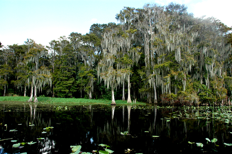 Cypress-Ar-Keyhole-Med-F.jpg.a2c1b82de6d32b7f302023ae445cff71.jpg