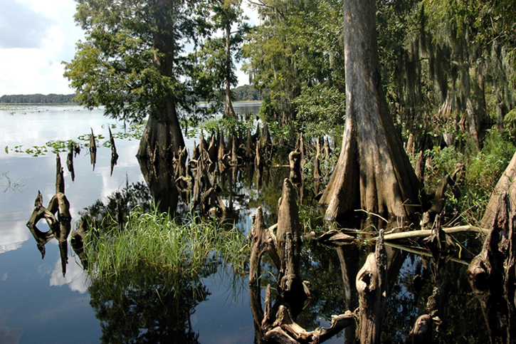 CypressKnees-Med-Ar-BR.jpg.d471c3f60dc2f79cb24265e5431e9699.jpg