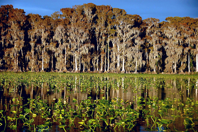 Cypress_Arb_BR.jpg.8ca9e02607c73505345a1dc7d5a12062.jpg