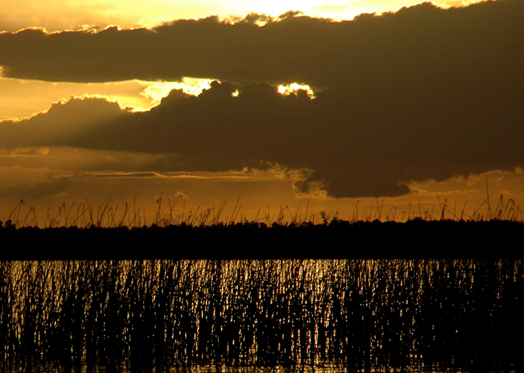 DarkSky-Bulrushes-Wa-s.jpg.6f260ae4e22249c2a641dd40cf8aaf1a.jpg