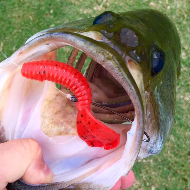 FullSizeRender.jpg.c6c66ef90fa5ace70b5416fb94f3e31b.jpg