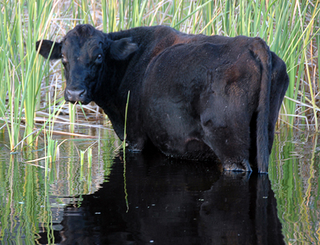 Steer-Cattails_edited-1.jpg.797b63133ea70bc5c10037ea297cc3eb.jpg