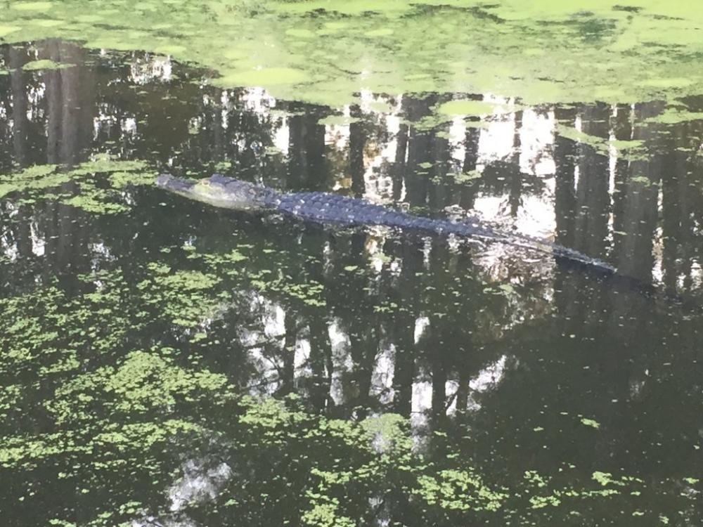 gator2.jpg