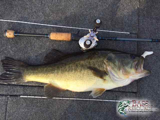 Caffeine shad bass.JPG