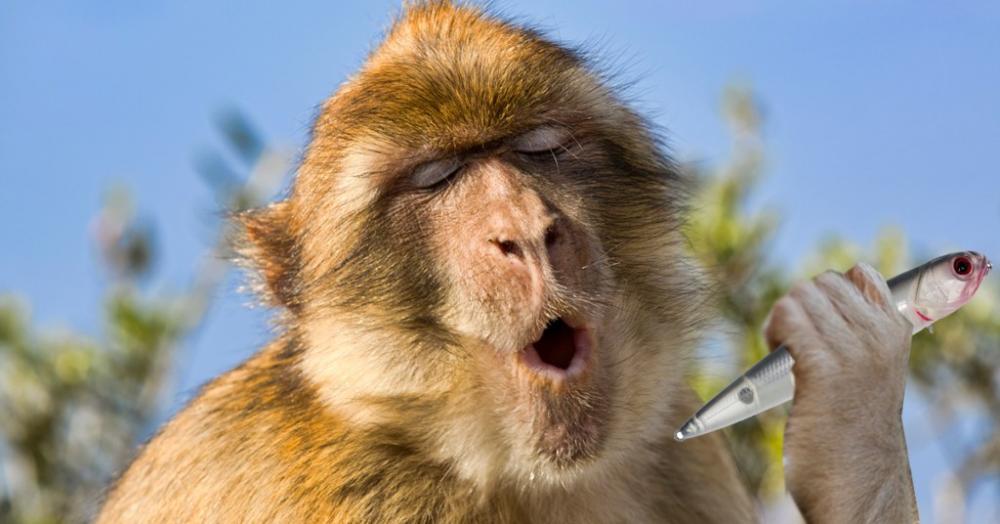 monkey1-1024x536.jpg