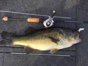 Caffeine shad bass.JPG