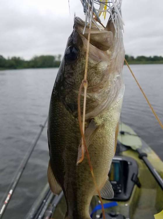buzzbait bass.jpg