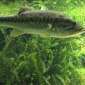 AllDayBASSIN