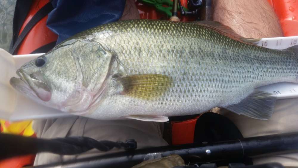 5.25lb170917.thumb.jpg.0e8c2fd0d7a745cd4b9f11b23d6515f4.jpg