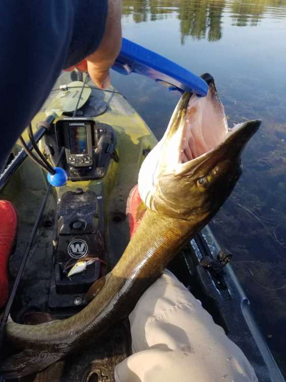 Musky shrink.jpg