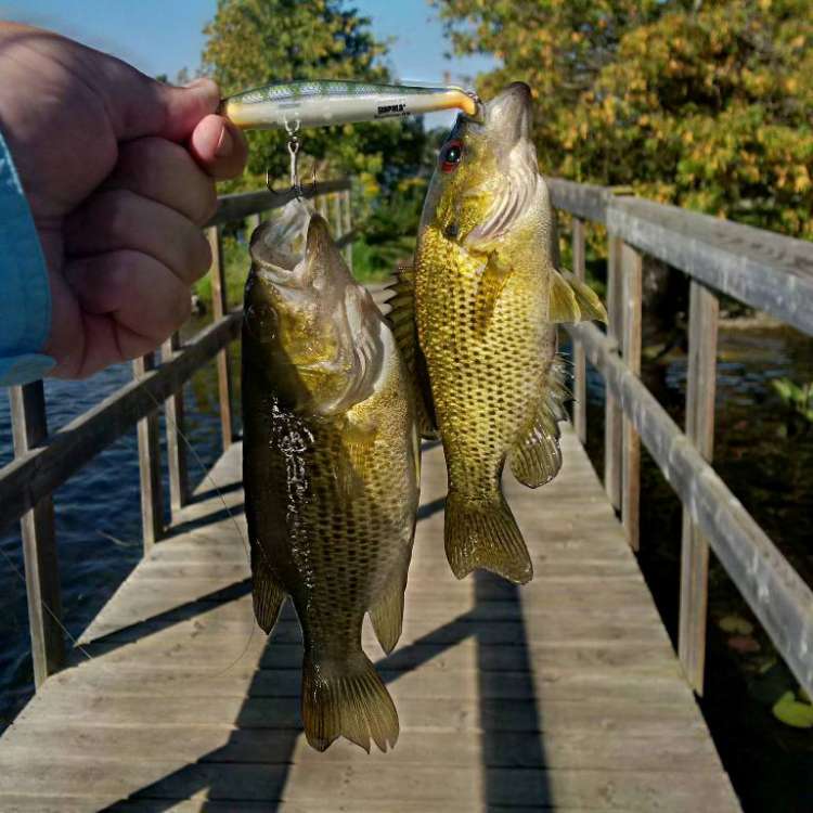 Rock Bass Two-fer.jpg