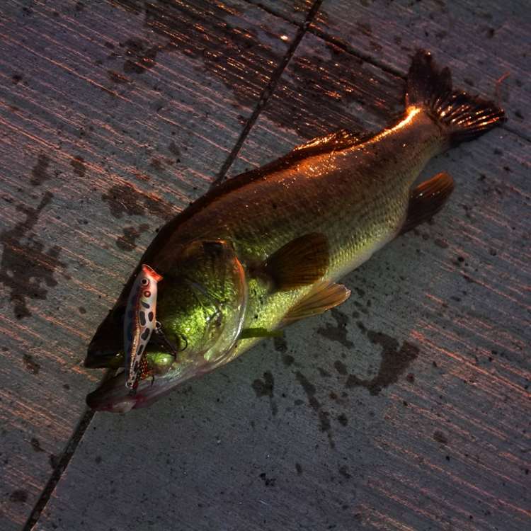 Skitter Pop Largie.jpg
