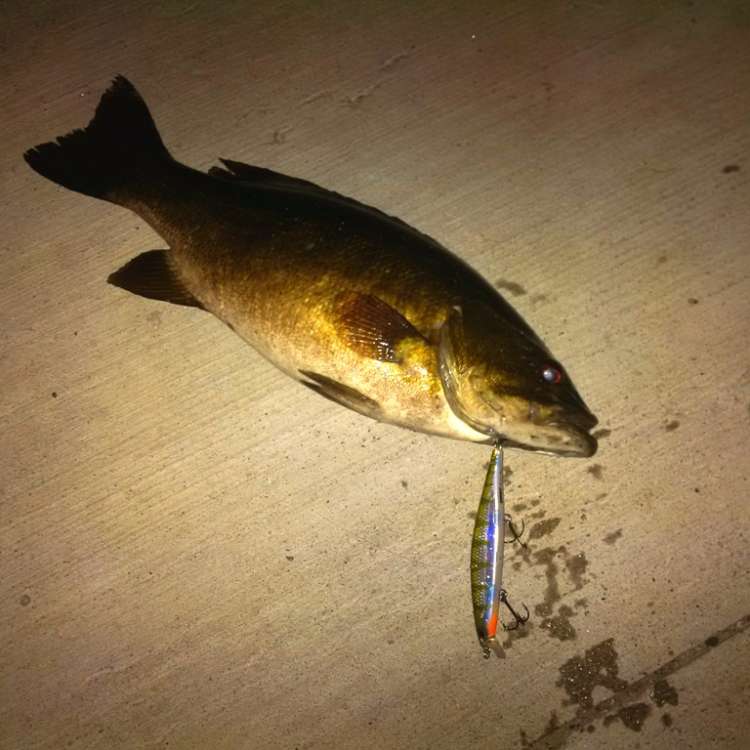 Night Jerkbait Smallie.jpg