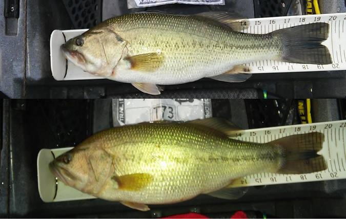 How long will bass live out of water / fish handling - General