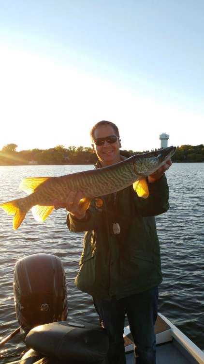 33 inch tiger.jpg