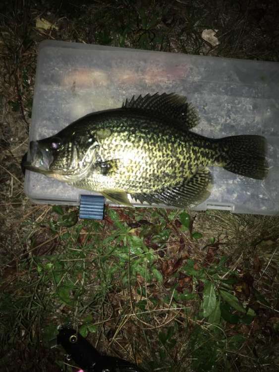 crappie slammer1.jpg