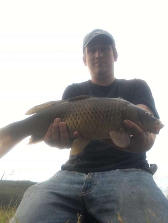 common carp1.jpg